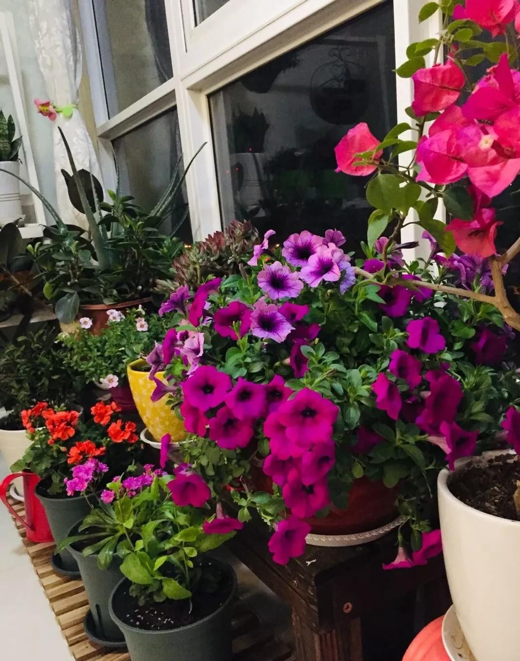 没有阳台也可以种花,没有院子没有阳台适合种什么花