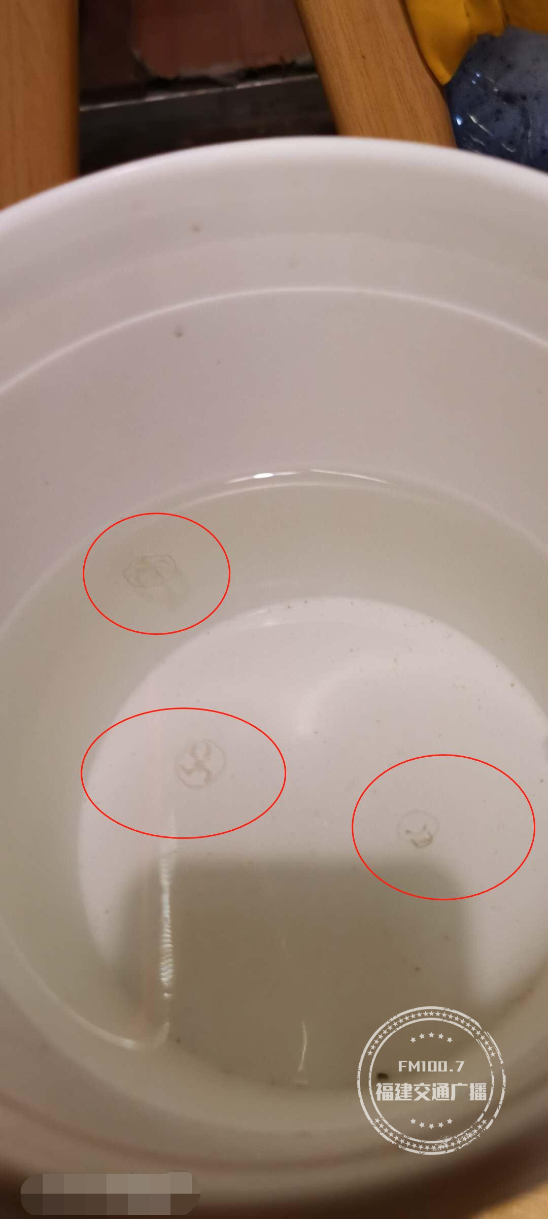 水中大熊猫桃花水母现身庐山西海,罕见泸州再现水中大熊猫桃花水母