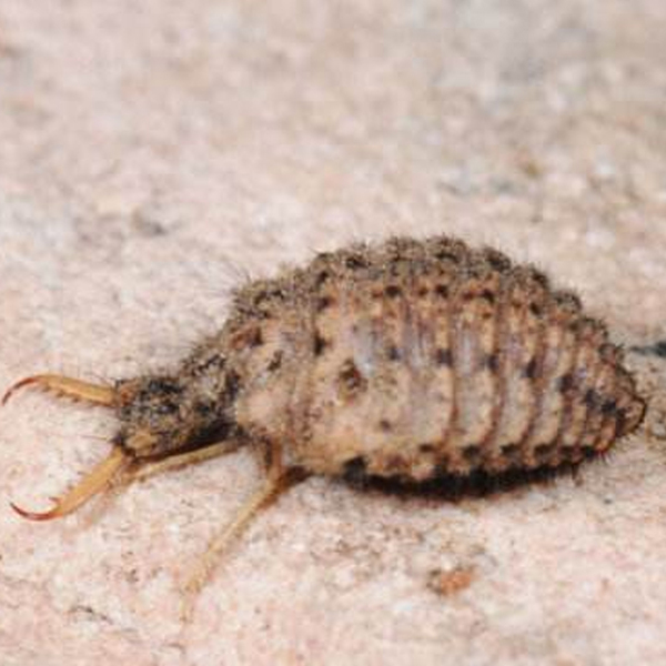 地牯牛虫收购多少钱一斤,地牯牛多少一斤