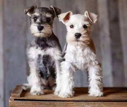 宠物狗品种大全热门宠物排行,常见的小型宠物狗品种及图片大全