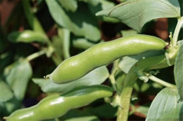 蚕豆的种植技术和方法,种植蚕豆过程300字