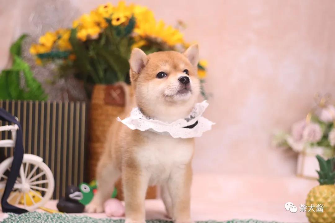 柴犬品相怎么看纯种柴犬标准,如何挑选品相好的柴犬