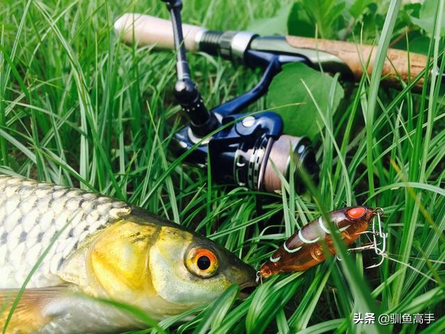 路亚赤眼鳟攻略,赤眼鳟路亚操作手法