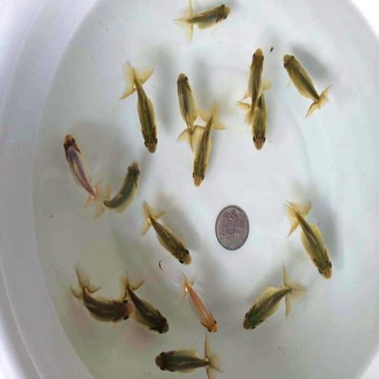 金鱼为什么养着养着就变了颜色,金鱼怎么养才能越来越红