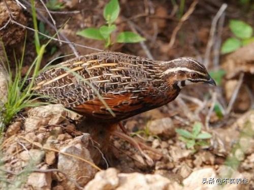 食养妙方——阳痿、*泄早**