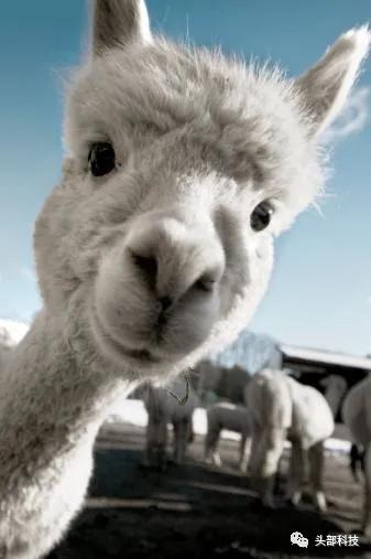 羊驼体内有新冠抗体是真的吗,羊驼真的可以抗击新冠病毒吗