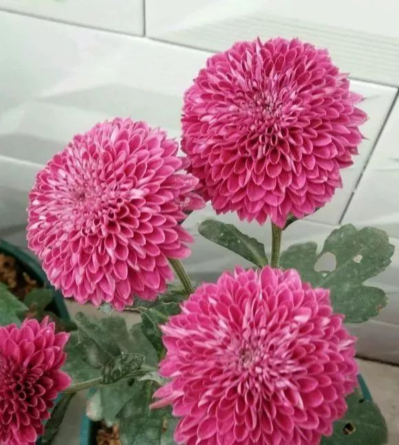 做花针的方法,学做花针