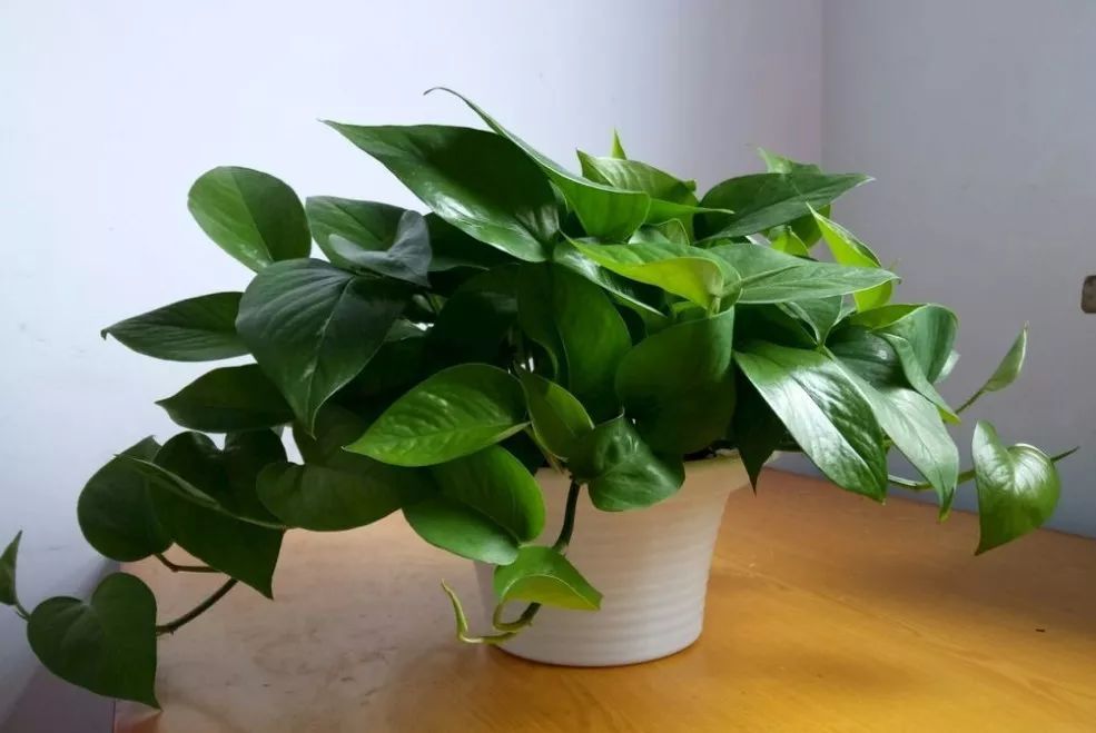 绿萝净化养殖方法有哪些,懒人吸水绿萝栽培方法