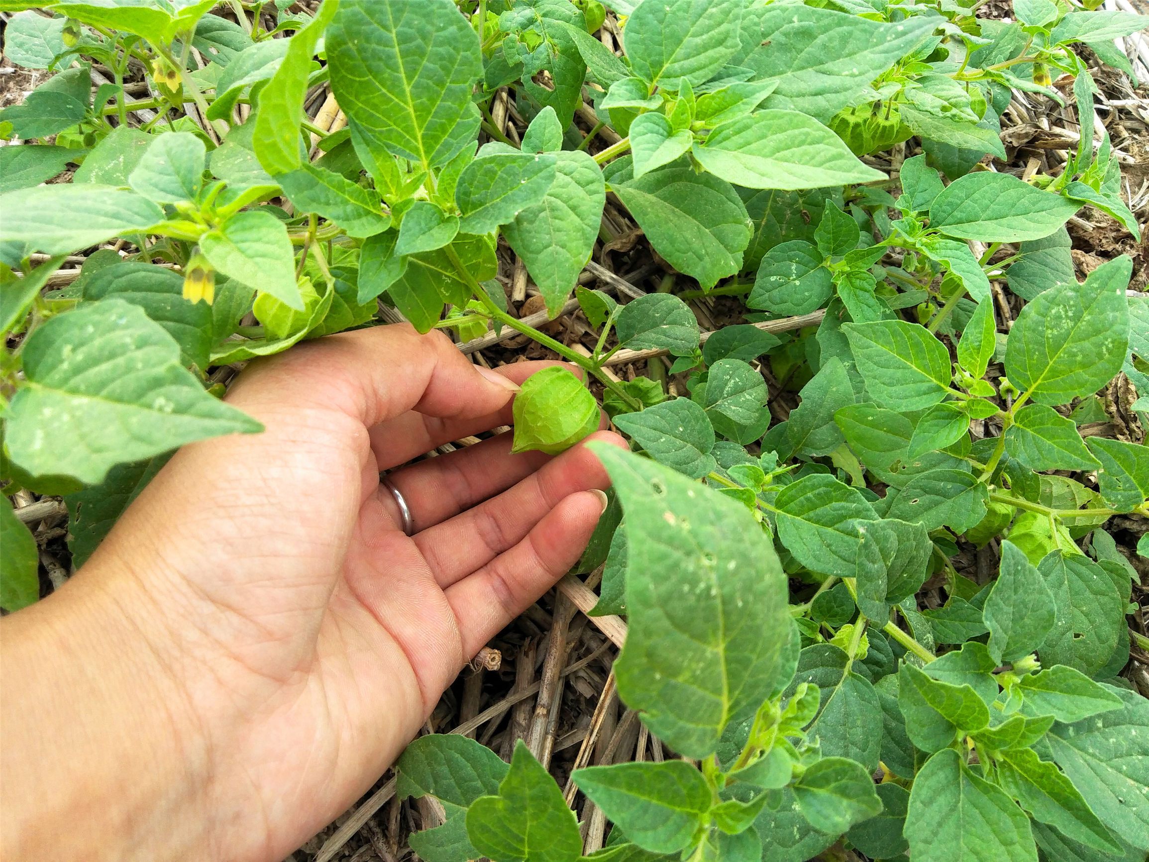 80后的童年吃的野果江西,小时候吃的野果有白汁