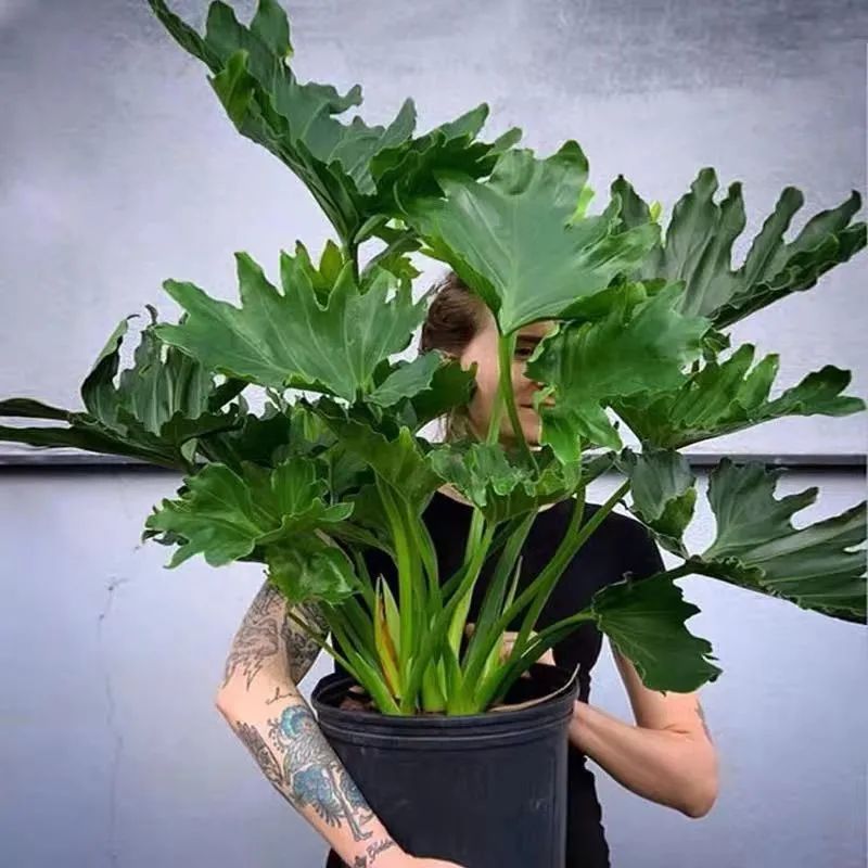 家里养哪五种开的旺宅花,什么花放客厅最旺宅