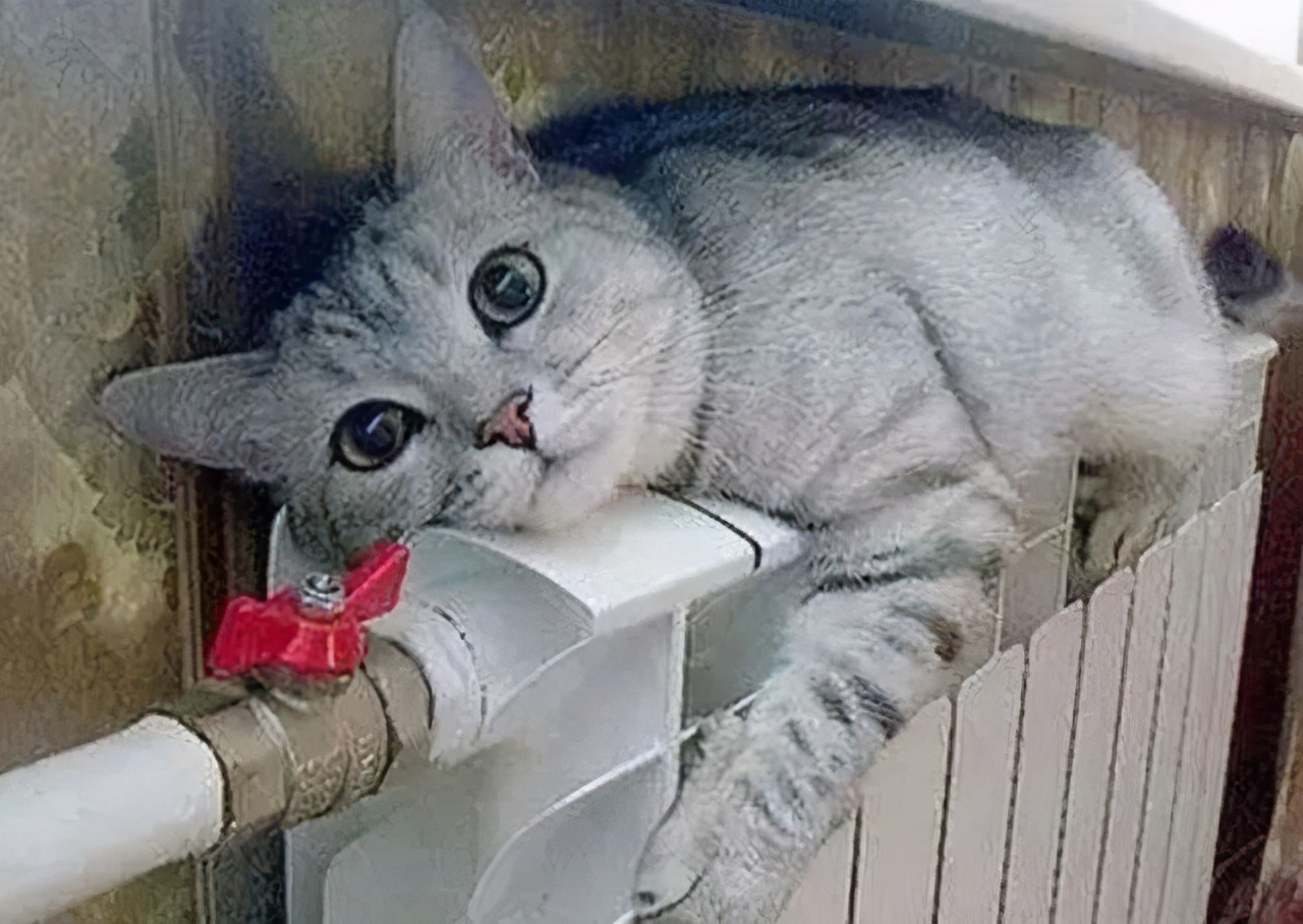 这个冬天猫咪该怎么过呀,冬天猫咪如何过冬