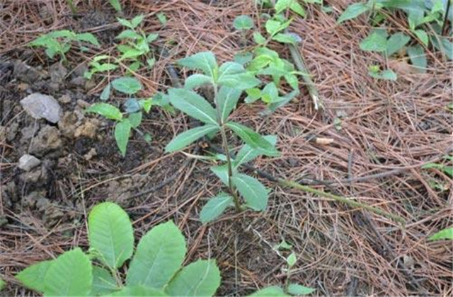 轮叶沙参日晒法,沙参种植技术