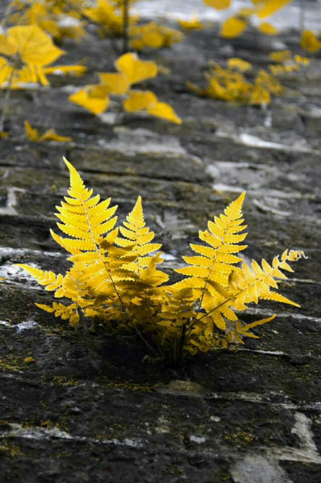 绉嬪ぉ鍦ㄦ枃浜哄ⅷ瀹㈢殑绗斾笅,绉嬪ぉ鍦ㄨ瘲浜虹殑璇楅噷