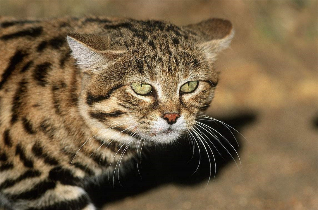 非洲最小的猫，猫科捕猎效率最高的“杀戮机器”，被全世界禁养
