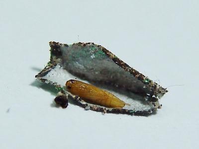 衣柜长了很多黑色小虫子,定制衣柜里面有小虫子什么原因