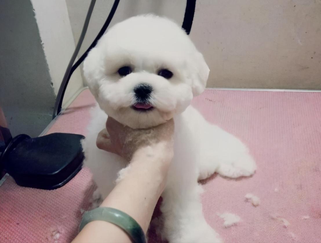 怎么知道比熊有虫,两个月大的比熊身上有虫怎么处理