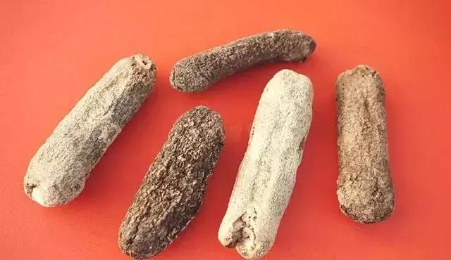 海参界最好的海参,海参物种科普