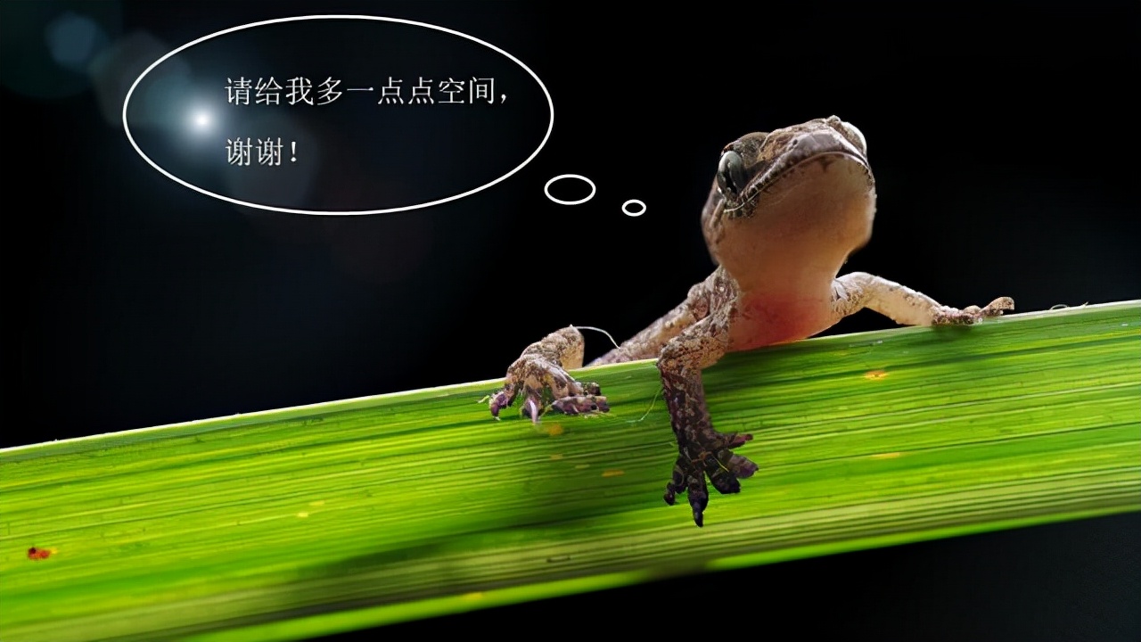 对人无毒的壁虎为何是五毒之一,人畜无害的壁虎为什么无毒