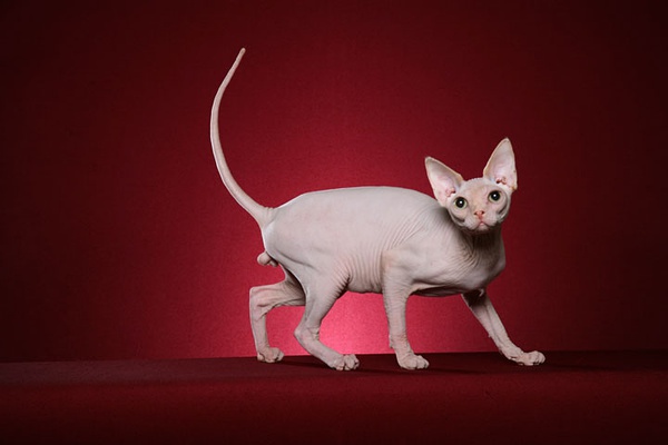 名贵猫咪的品种及图片大全,十大名贵猫咪品种排行榜