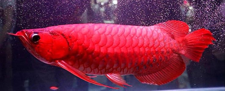 养龙鱼避坑,新手养龙鱼用什么鱼缸好