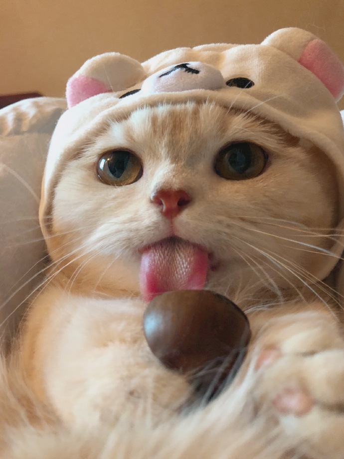 1-3个月的小猫吃什么比较好,一个多月的小猫吃什么比较好