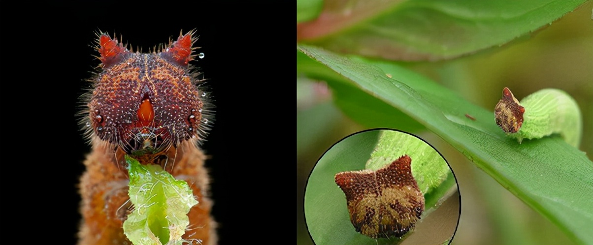 特别的蝴蝶图片,特别的蝴蝶的作文400字