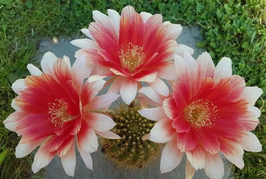 100种仙人球花图片,100种仙人球的品种视频