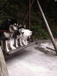 哈士奇萨摩金毛哪个好养,萨摩耶跟哈士奇阿拉斯加犬的区别