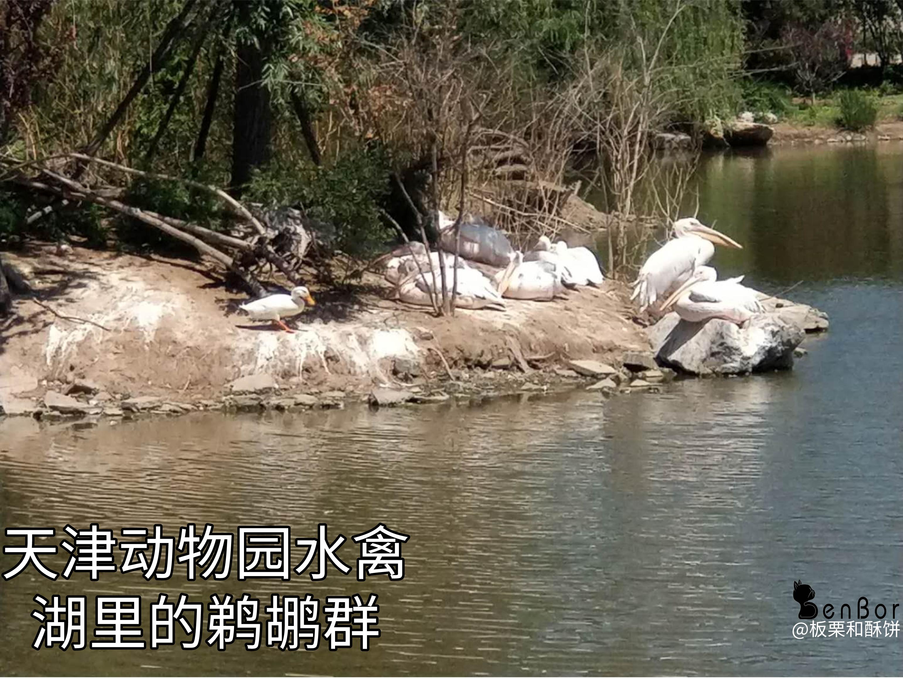 看起来威武霸气，其实比谁都嘴欠，带你了解鹈鹕的生活