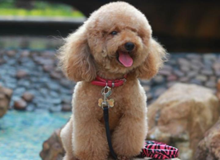 泰迪幼犬便秘症状,泰迪便秘可以吃香蕉吗