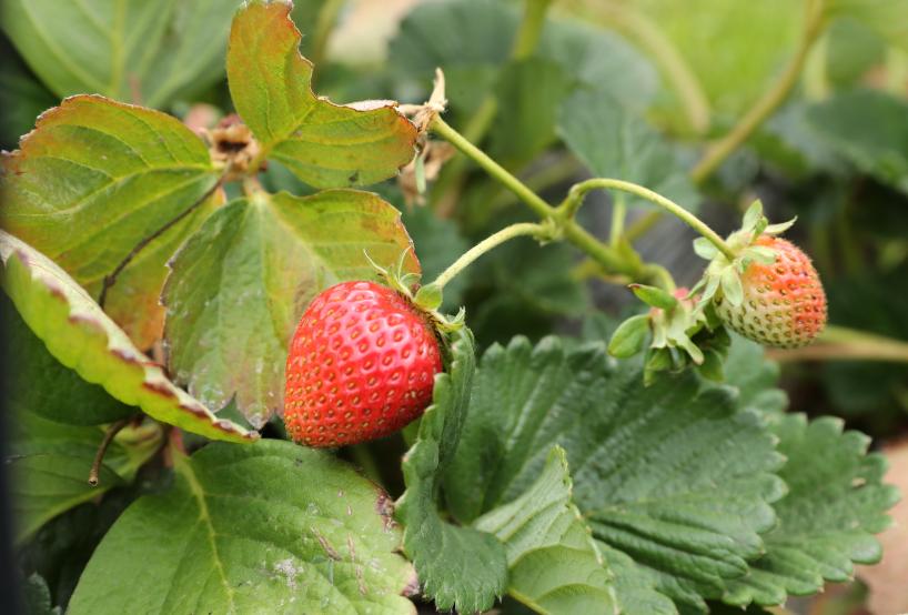 探访四川省卫健委帮扶下的壤塘：产业健康扶志都抓，脱贫内生动力激发