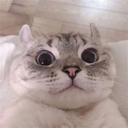 母猫天气热食欲不好怎么办,母猫突然食欲大增怎么回事