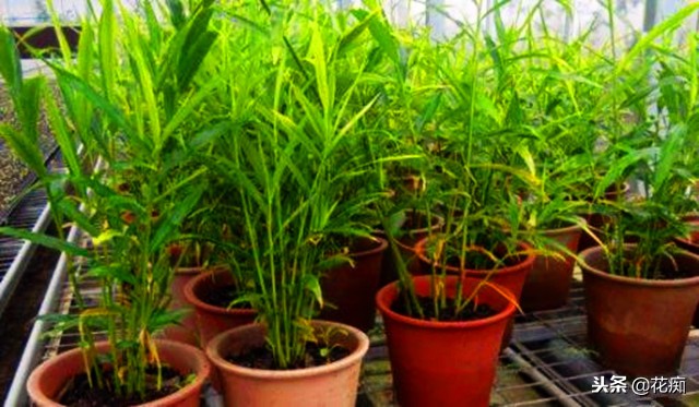 姜山水培方法,姜山盆景种植