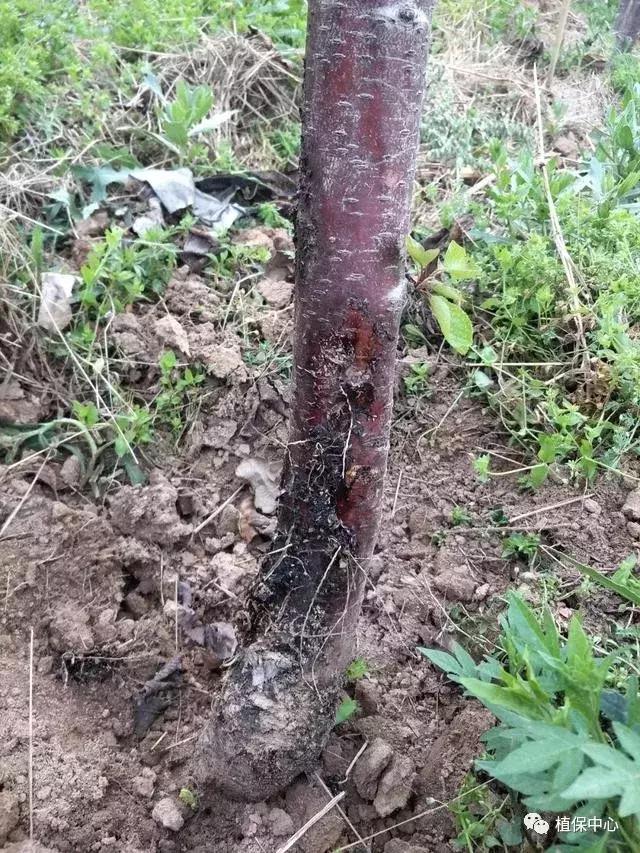 几种果树根部病害的症状识别与防治