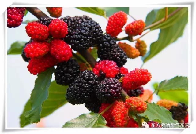 一杯紫酒,轻松周末,采摘品鉴邀您相约