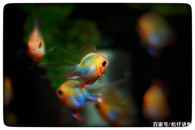 新手养凤尾短鲷注意什么,养金波子技巧和方法