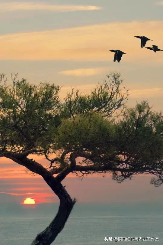 鱼树栽屋前好还是屋后好,阳宅不宜栽什么树