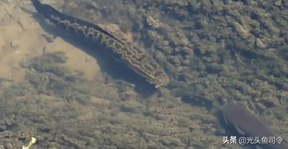 中国顶级鱼类大全你认识多少,十大淡水掠食性鱼类排名