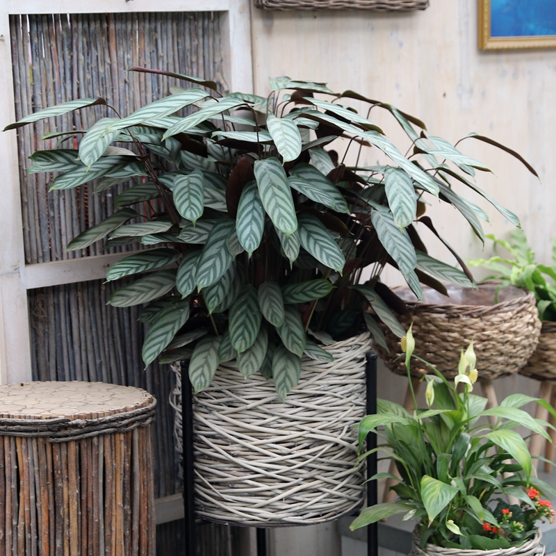 100种绿植大全,50种盆栽绿植花卉大全