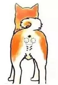 狗狗肛门腺发炎怎么办,狗狗肛门腺发炎症状有血水