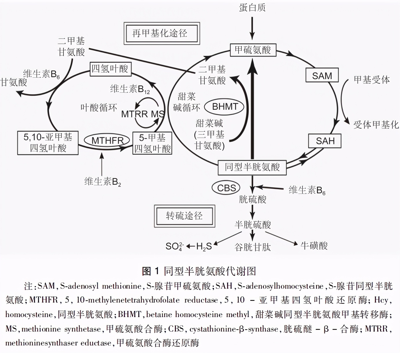 同型半胱氨酸高的原因及解决方法 (高同型半胱氨酸血症专家共识)