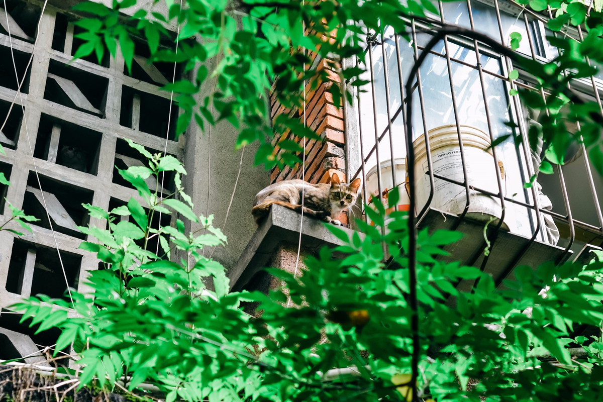 成都拍照鸳鸯楼,成都一栋老房子成网红景点