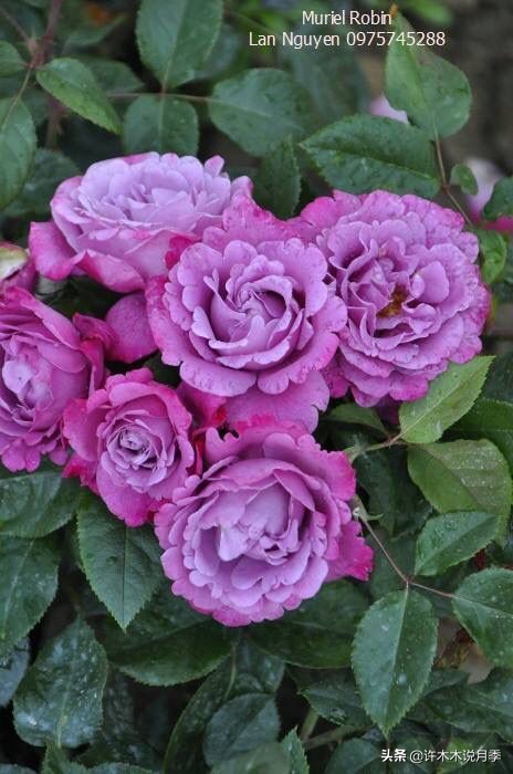 月季常见叶子问题,月季都有什么病怎么治