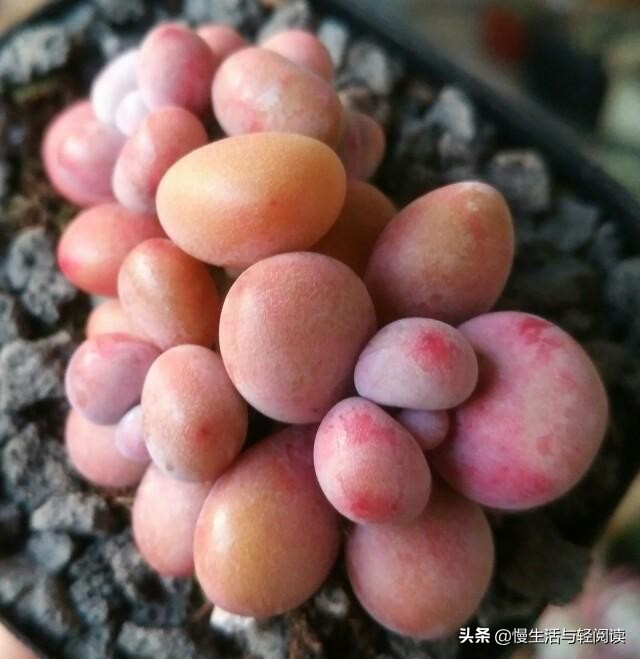 慢生活全集,慢生活完整