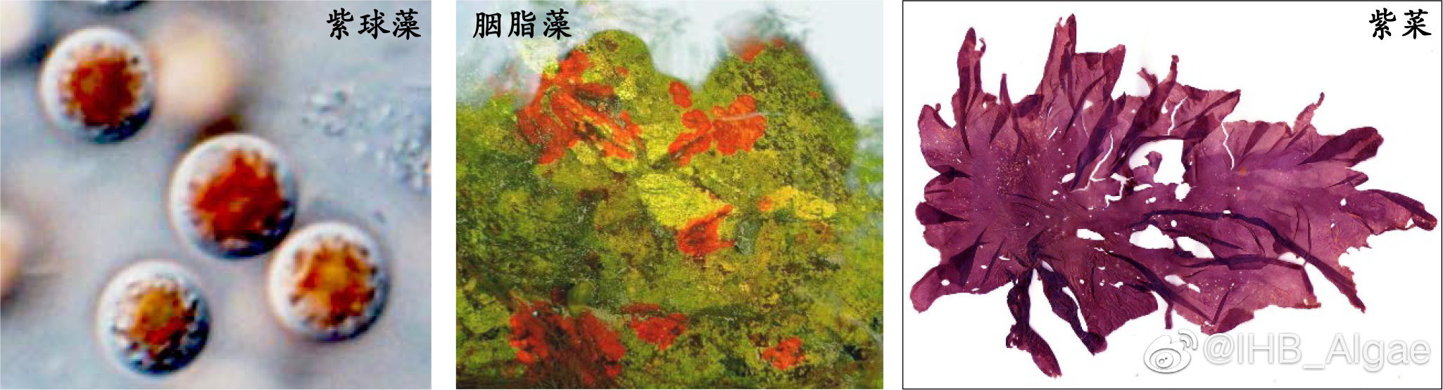 什么是藻类,什么是藻类菜