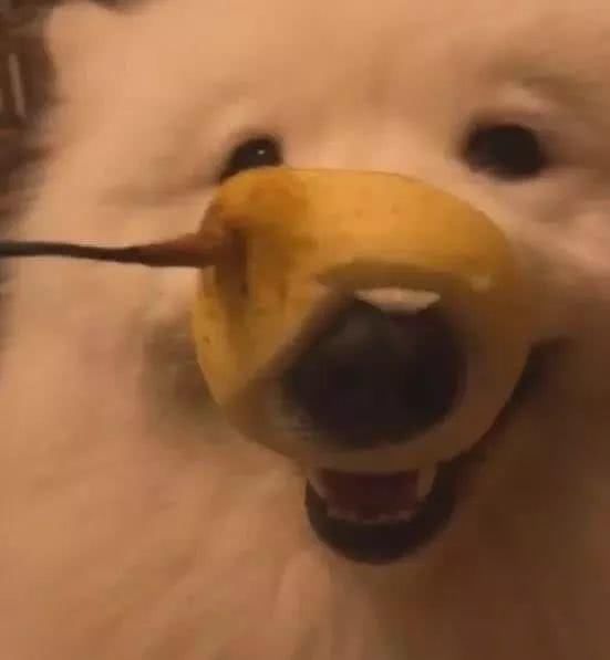 狗狗偷吃被逮个正着,狗狗偷吃罐头主人拿刀吓它