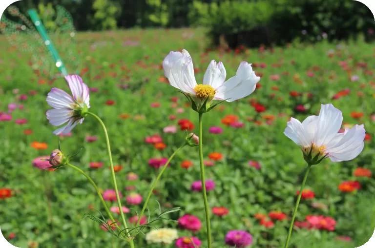 对一张琴一壶酒一溪云,几时归去作个闲人对一张琴一壶酒