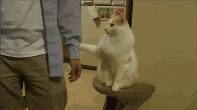 强撸猫灰飞烟灭,让猫咪上头的撸法