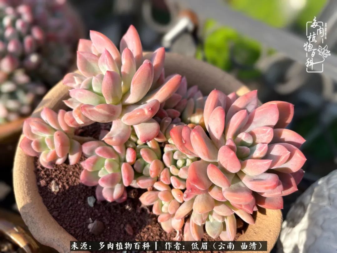 多肉植物百科如何投稿,感谢多肉植物百科的陪伴