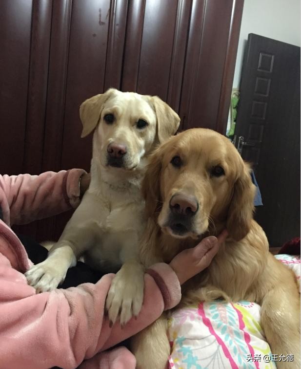 拉布拉多犬是怎么样的狗,拉布拉多适合家养的狗排名